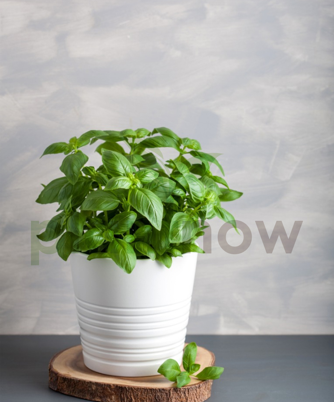 Buy Outdoor Plants Online in Dubai Sweet Basil Ocimum Plant Plantnow.ae